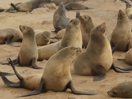 Lobos-marinhos já estão ameaçados por diversos fatores, incluindo alterações climáticas e caça. (Foto: sabreakingnews.co.za)