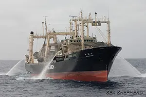 O único navio-fábrica de carne de baleia no mundo, que é utilizado pelo governo do Japão. (Foto: Sea Shepherd Australia/Tim Watters)
