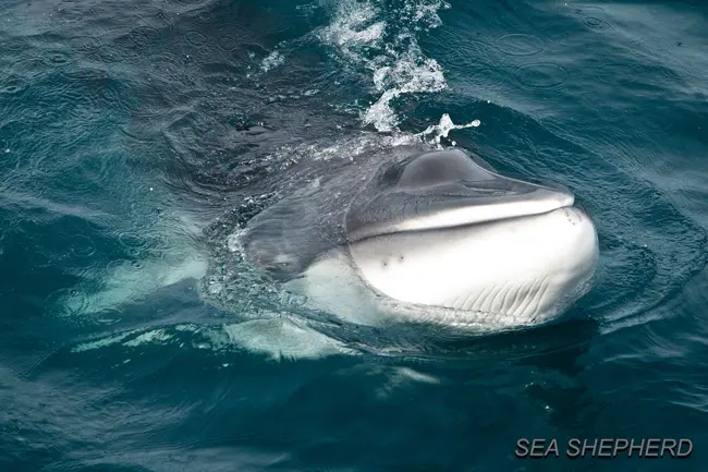 Foto: Sea Shepherd Australia/Tim Watters