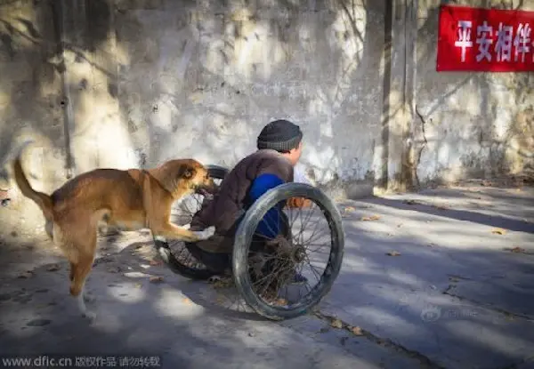 Big Yellow aprendeu sozinha a empurrar a cadeira de rodas do tutor para levá-lo e buscá-lo no trabalho todos os dias. Foto: China Bouncing