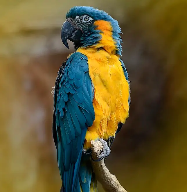 Uma expansão de seu habitat protegido em 2014 na Bolívia elevou a esperança para as últimas 120 araras-de-garganta-azul selvagens. Foto: Steve Wilson/Flickr