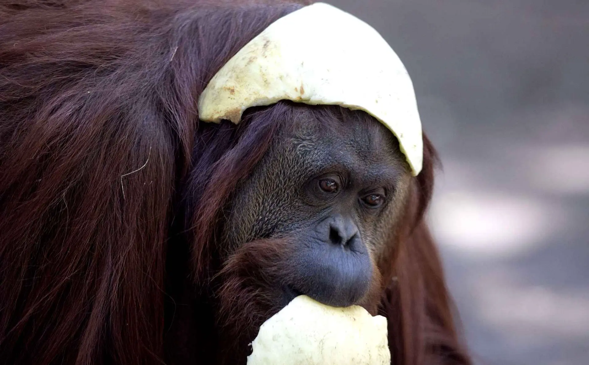 A orangotango Sandra, pioneira sobre o reconhecimento sobre Animais como Sujeitos de Direitos na Argentina -  Foto: Natacha Pisarenko AP sandra