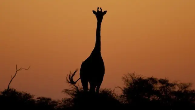 As girafas ainda não estão listadas como ameaçadas, mas seus números caíram 43% nos últimos 15 anos. Foto: Justin Jensen/Flickr