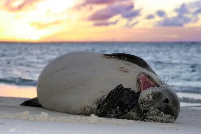 O nome antigo havaiano para as focas-monge é "ilio holo I ka uaua", que significa "cão que corre em águas agitadas". Foto: Mark Sullivan/NOAA