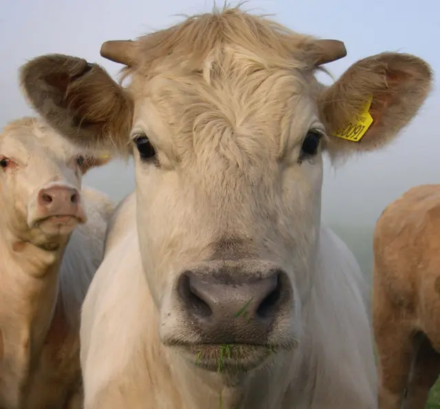 A criação de carne mundial  para alimentação torna cada vez maior o problema com a falta de água. - Foto: One Gorgeous Cow on Wiki Commons