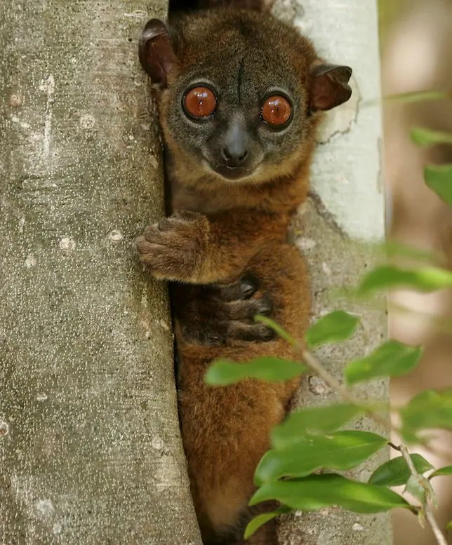 São animais noturnos, que se alimentam de folhas à noite e dormem em árvores durante o dia. Foto: Shutterstock