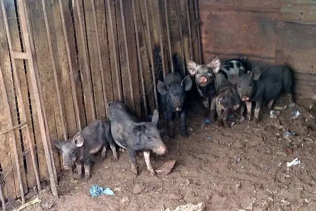 Mulher procura um lar para seus 19 porcos de estimação Foto:  arquivo pessoal