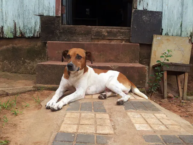 Cachorro sequestrado reapareceu na residência após o registro do Boletim de Ocorrência (Foto: Valmir Custódio/iFronteira)