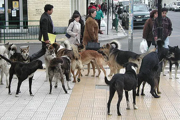 Cães no Chile. (Foto: El Mercurio)