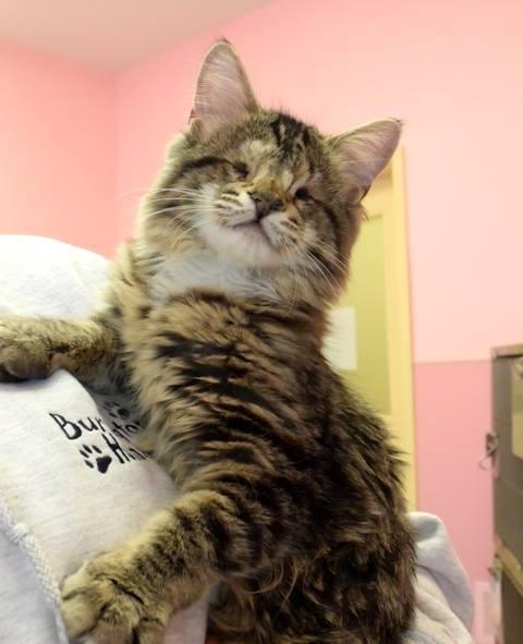 Foto: Facebook/Burlington Humane Society
