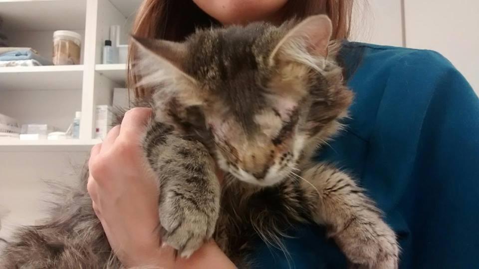 Foto: Facebook/Burlington Humane Society