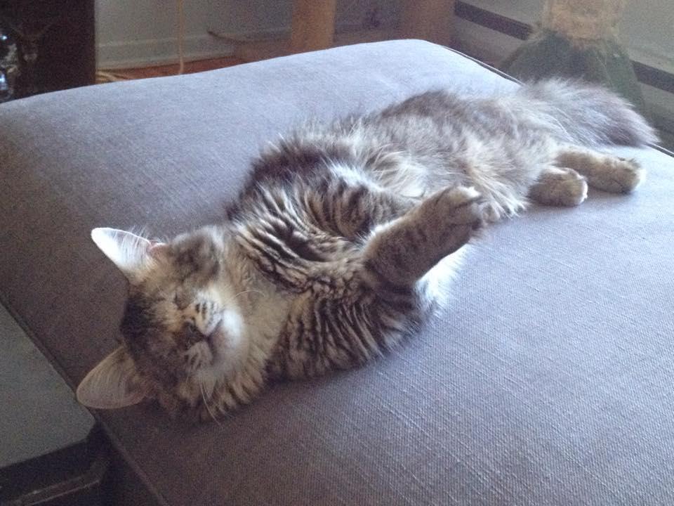 Foto: Burlington Humane Society