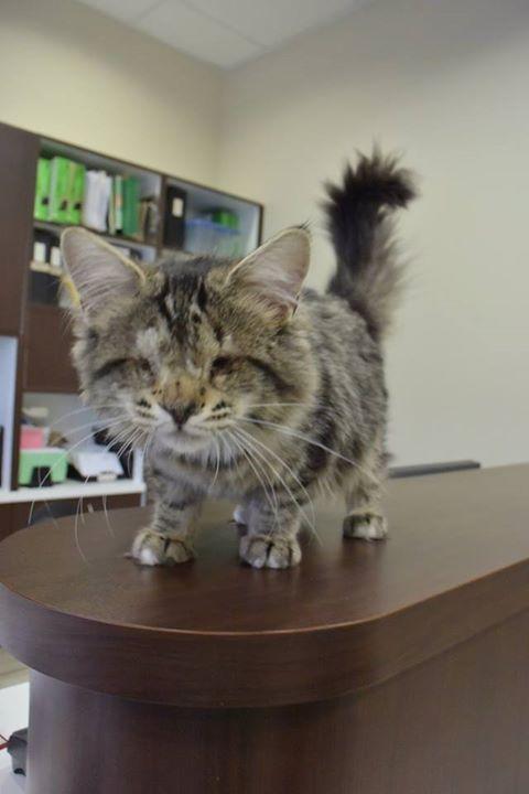 Foto: Facebook/Burlington Humane Society