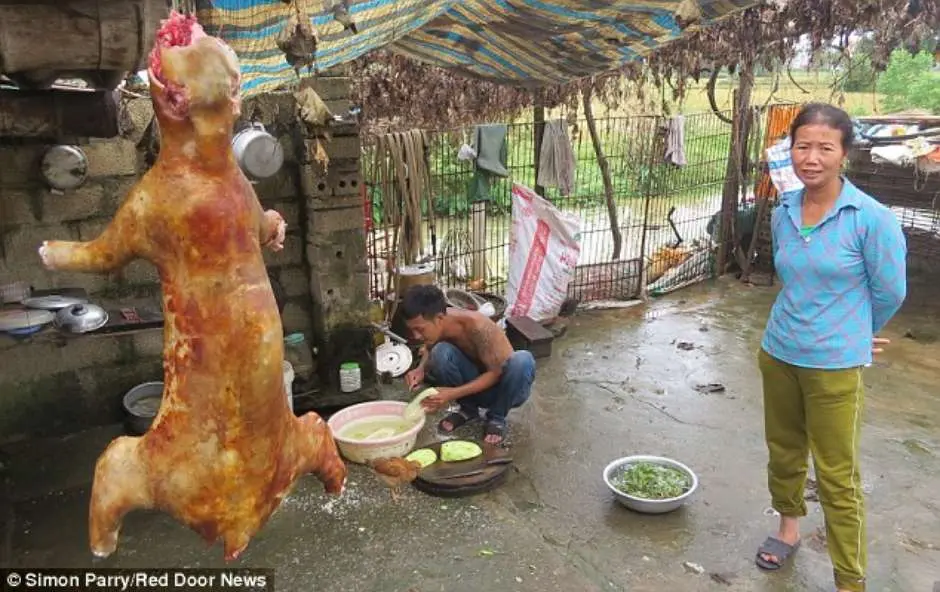 Lei proíbe o consumo de carne de gato no Vietnã Foto: Daily Mail / Reprodução