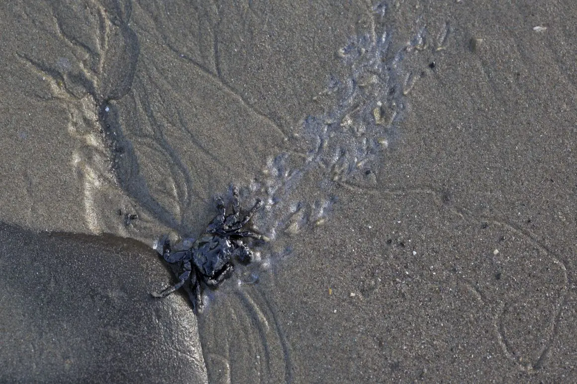 Um caranguejo coberto de petróleo na Praia Estadual de Refugio, a primeira a ser atingida (Foto: DAVID MCNEW/AFP)