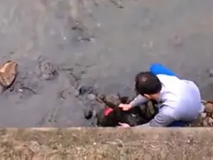 Funcionário da prefeitura resgata cão que caiu em arroio em Caxias do Sul (Foto: Daniel Silvano/Arquivo Pessoal)