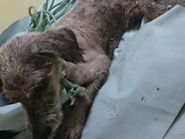 Cãozinho estava bastante debilitado e foi levado para uma clínica (Foto: Arquivo Pessoal/Thalita Duarte)