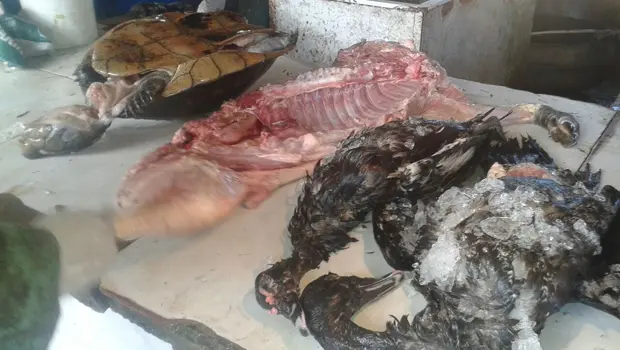 Carne de caça apreendida em feira em Manacapuru. Foto: Divulgação/BPAmb-AM