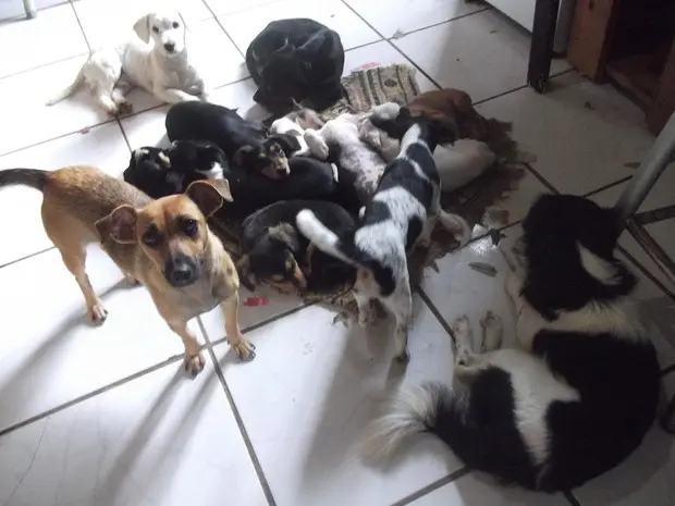 Ex-corretor de imóveis acolheu animais em sua casa em Taquara, RS (Foto: Arquivo pessoal)