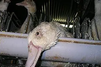 Animal explorado para a produção de foie gras (Foto: Reprodução Internet)