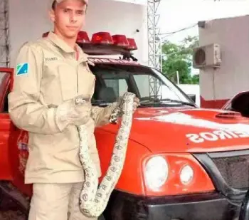 A cobra jararaca estava numa residência num bairro de Corumbá.