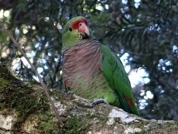Um individuo de papagaio de peito roxo é flagrado em árvore de Curitiba; espécie está sob ameaça, segundo estudo feito no Brasil, Paraguai e na Argentina (Foto: AFP PHOTO/MARIA LUIZA)