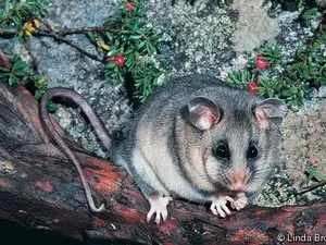 Possum-pigmeu-da-montanha, um marsupial australiano que vive em regiões altas (Foto: Linda Broome/Red List IUCN)