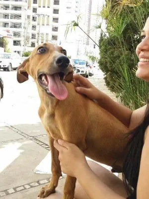 Cão foi resgatado de bueiro na capital. (Foto: Helinéia Strobel/ Arquivo pessoal)