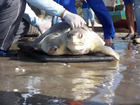 Tartaruga foi devolvida ao mar (Foto: Solange Santos/UernTV)