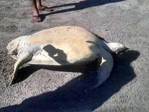 Tartaruga foi encontrada morta por ciclistas em Ipioca (Foto: Alex Di Vangelis/Arquivo pessoal)