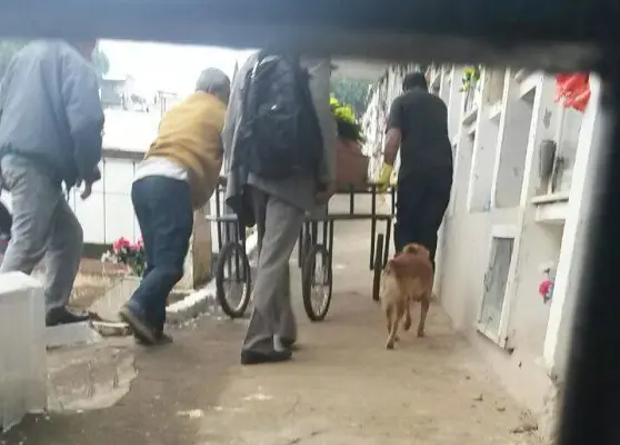 Cachorro acolhido por Fernanda acompanhou todo velório da protetora | Foto: Divulgação / Especial / OA