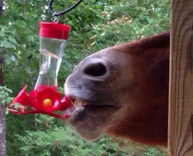 Cavalo foi flagrado tomando água em bebedouro para pássaros (Foto: Reprodução/Reddit/Runnitnlulem)