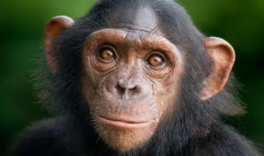 VegNews.Chimpanzee.VND