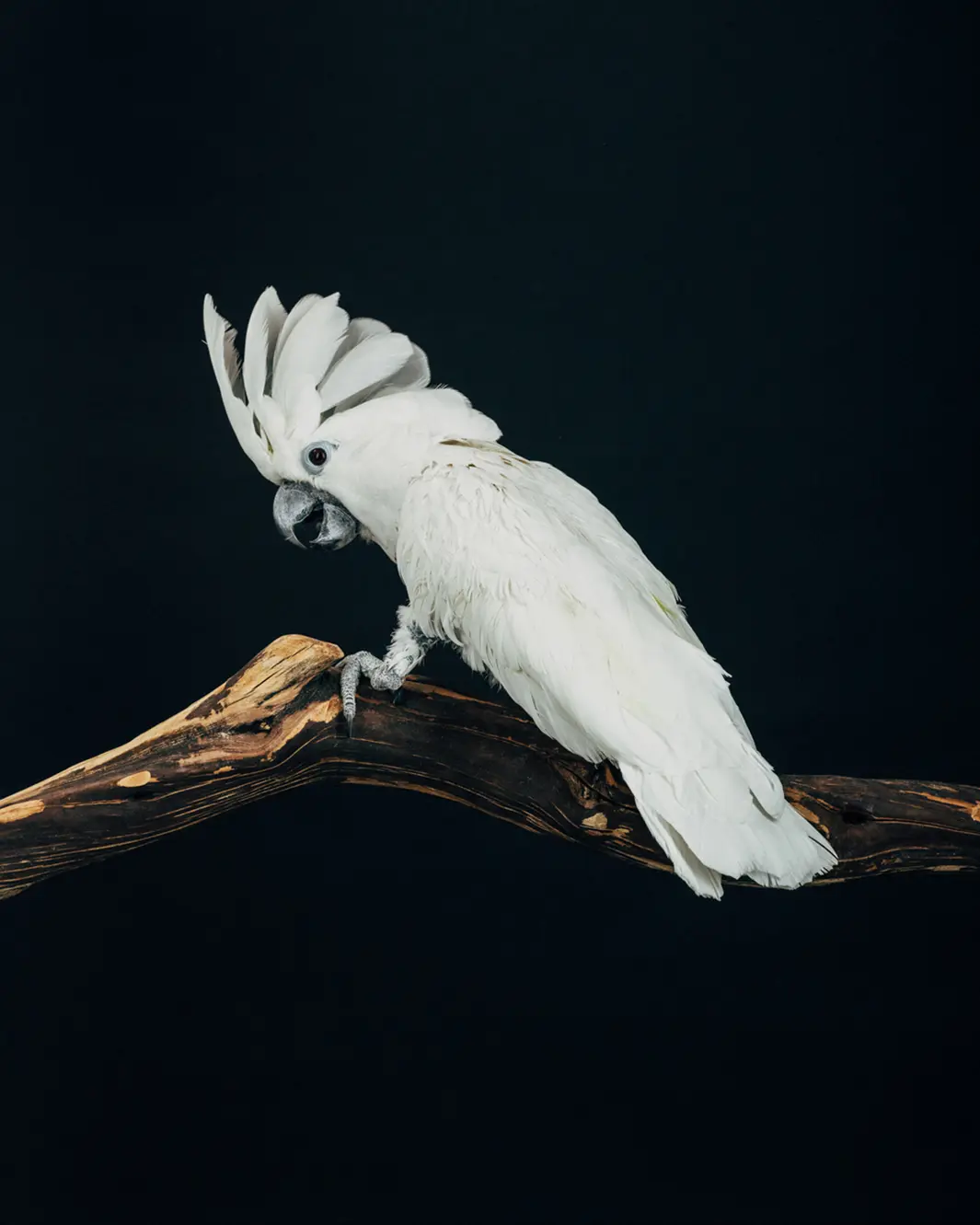 Gandy Roo, fêmea de Umbrella Cockatoo, de 20 anos, não para de gritar e apresenta comportamento bipolar, além de sinais de ter sido abusada em algum momento de sua vida. Foto: Oliver Regueiro