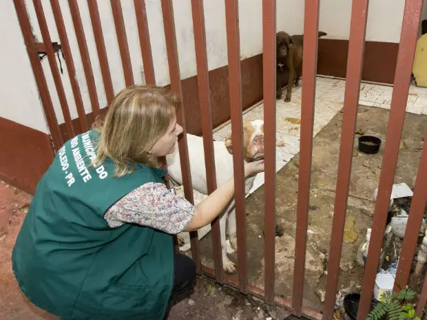 Animais vão passar por exames e fazer tratamento médico (Foto: Prefeitura de Toledo/ Divulgação)