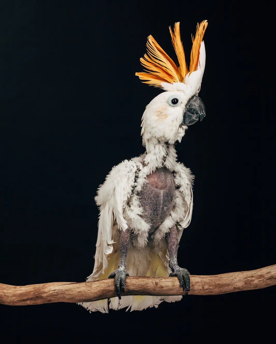 Scruffy Joe, macho, Citron cockatoo, 20 anos, foi entregue ao santuário após o tutor ter decidido que o pássaro "precisava de mais do que ele poderia lhe oferecer". Foto: Oliver Regueiro