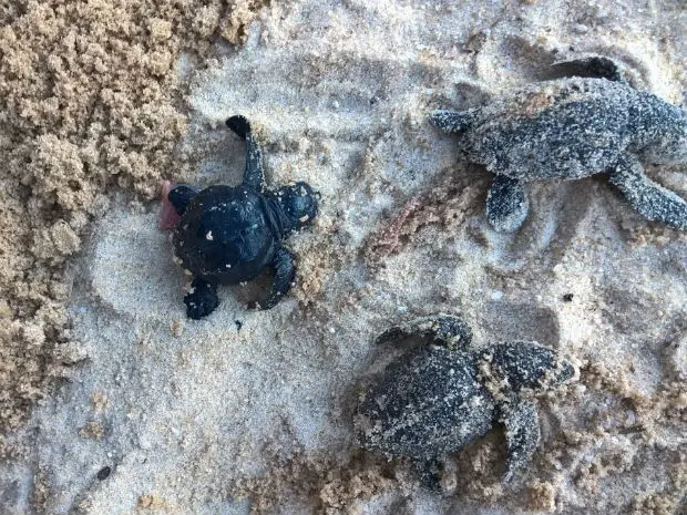 Ninho de tartarugas marinhas estourou fora de época em praia de Porto Seguro (Foto: Fiscalização Ambiental de Porto Seguro/Divulgação)