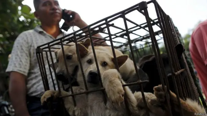 Cães são vendidos em mercado em Yulin; ativistas tentaram cancelar festival, sem sucesso
