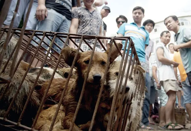 Cães eram vendidos no festival de carne de cachorro em Yulin, na China (Foto: Chinatopix via AP)