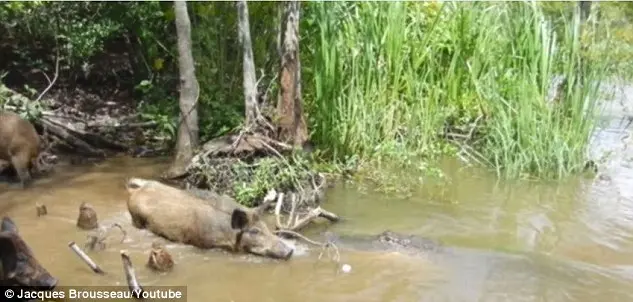 2A90C28C00000578-3163205-Bread_is_seen_being_tossed_into_the_water_before_the_wild_pig_un-m-33_1437015344372