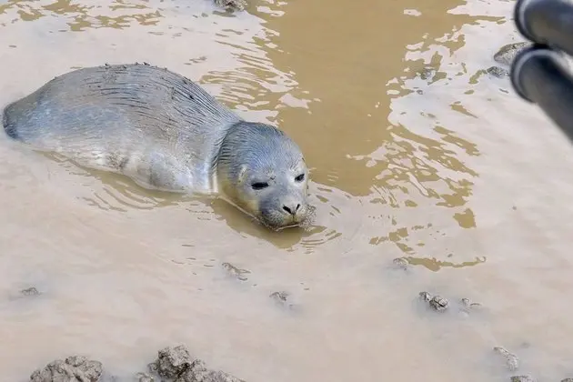Foto: Skegness Natureland Seal Sanctuary