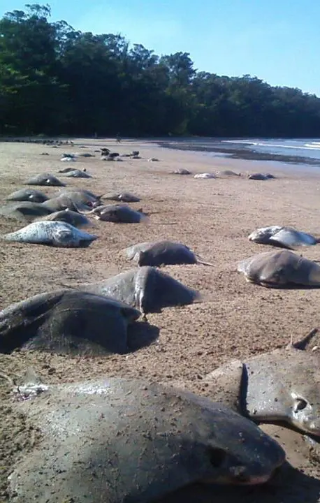 Foram dezenas de arraias encontradas mortas na orla da praia de Camburi, em Vitória Foto: WhatsApp TV Vitória