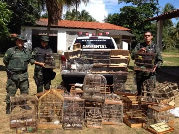 Aves resgatadas deverão ser soltas em reserva ambiental (Foto: Pelotão Ambiental/Divulgação)