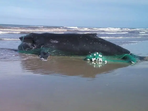 Baleia de 7,3m de comprimento foi encontrada morta na praia (Foto: Rogério Quadros, divulgação/1º BABM)