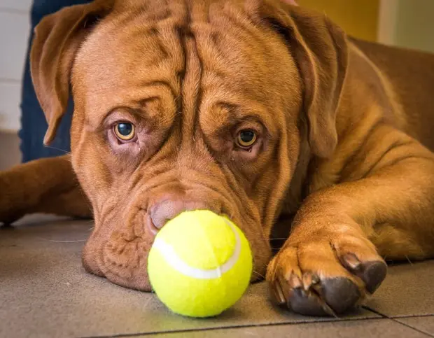 Cão Zeus passou por cirurgia após engolir bola de tênis (Foto: Reprodução/Facebook/PDSA - For Pets in Need of Vets)