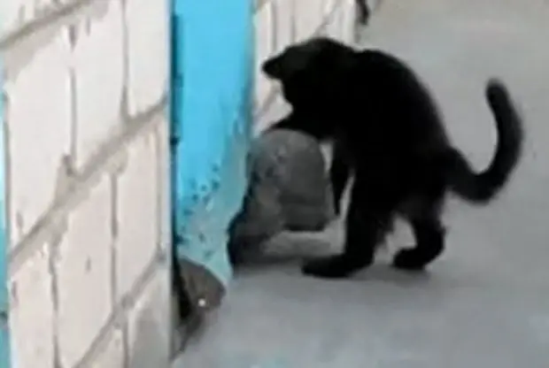 Vídeo mostra gatinho ajudando cão a sair por buraco de porta (Foto: Reprodução/Imgur/Hairtriggercunt)