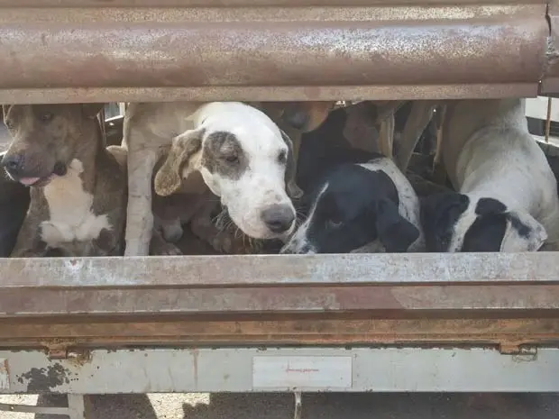 Cães de caça resgatados com suspeitos de caçar javalis no DF (Foto: Polícia Militar/Divulgação)