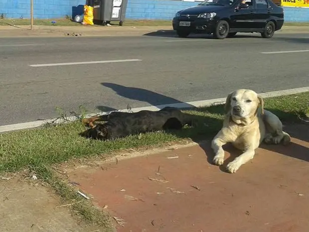 Animal ficou ao lado de cadela atropelada (Foto: Rosimara Ferreira/Arquivo Pessoal)