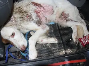 Cão apresentava queimaduras por todo o corpo quando foi resgatado (Foto: Divulgação/GPA)