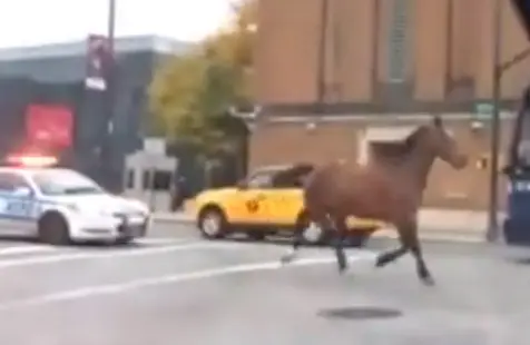 Cavalo foge pelas ruas de Nova York (Foto: Divulgação)